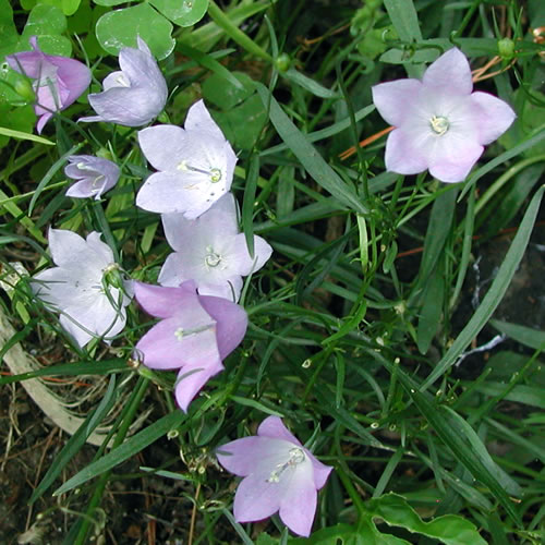 Campanula rotundifolia Olympica